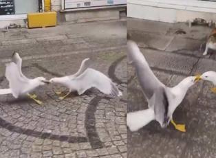 Sokak ortasında kavga eden martıları ayıran cesur kedinin videosu ‘helal olsun’ dedirtti!