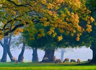 Efteni Kuş Cenneti sisli sonbahar melodisine büründü!