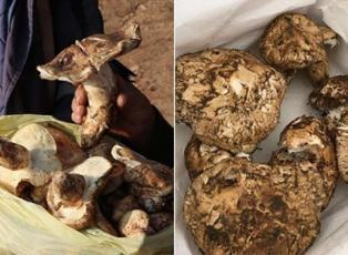 Japonya’nın şifa deposu sedir mantarı! Faydaları saymakla bitmiyor