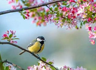 Baharın habercisi! İlk cemre ne zaman d&uuml;şecek?