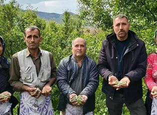 Kalbi koruyor, safra taşını &ouml;nl&uuml;yor, antioksidan deposu