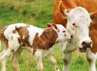 Buzağının merhameti herkesi duygulandırdı: Bağlı olan annesine yemek taşıdı!