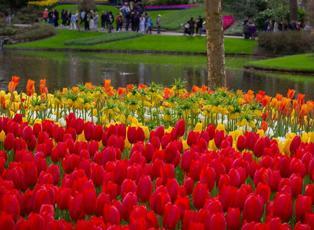 D&uuml;nyanın en b&uuml;y&uuml;k lale bah&ccedil;elerinden Keukenhof ziyarete a&ccedil;ıldı