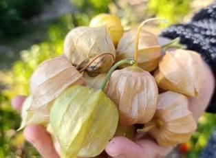 İsmi gibi altın meyvenin faydaları saymakla bitmiyor!