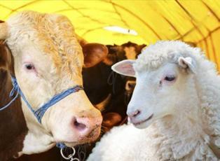 2026 yılı vekaletle kurban kesim bedeli belli oldu!