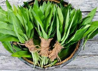 Dik yama&ccedil;lardan binbir zahmetle toplanıyor! Şifa kaynağı olarak g&ouml;r&uuml;l&uuml;yor