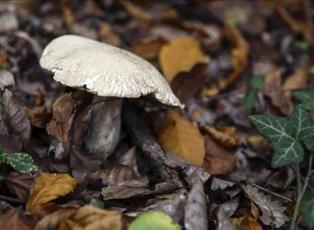 Mantar toplarken bulduğu cisim patlamamış top mermisi &ccedil;ıktı!