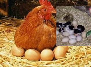 Yumurta sanıp kanatlarının altına aldı!