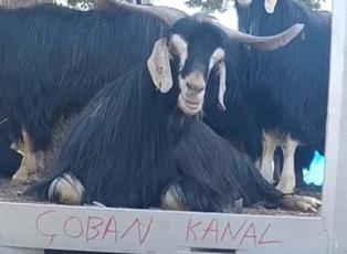Fenomen &ccedil;obanın ke&ccedil;isi hava durumu sunmaya başladı!