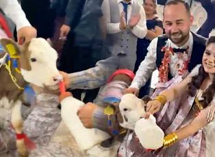 Manisa&rsquo;daki d&uuml;ğ&uuml;nde ezber bozan anlar: Altın yerine buzağı taktılar!