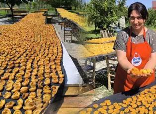 Tek bir damla yağmur g&ouml;r&uuml;rse mahvoluyor! Kadın girişimciler kayısıyı ince ince işliyor