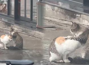 İstanbul&rsquo;da bir kedinin arkadaşına masaj yaptığı anlar g&uuml;l&uuml;msetti