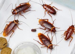 Evdeki hamam böceği nasıl ilaçlanır? Hamam böceği nasıl yok edilir Sarı hamam böceği yok etme