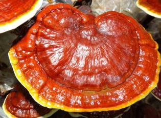 Reishi mantarı nedir? Reishi mantarının cilde ve saça faydaları nelerdir?