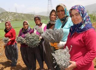 Kadınların diktiği lavantalar Anadolu'yu mis gibi kokutuyor
