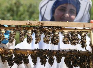 Yetiştirdiği kraliçe arılarla bal üretimine katkı sağlıyor
