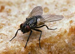 Kara sineklerde büyük tehlike! 200'den fazla mikrop barındırıyor