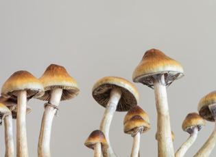 Bilim insanları hayrete düştü! Ömrü uzatan mantar gün yüzüne çıktı
