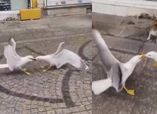 Sokak ortasında kavga eden martıları ayıran cesur kedinin videosu ‘helal olsun’ dedirtti!