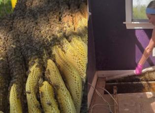 Evinin döşemesini kaldırınca şoke oldu: 80 bin arıyla aynı evde yaşamış!