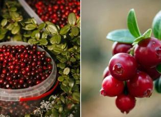 Kızılcık mevsimi başladı: Fiyatı 80 liraya kadar çıktı! Kızılcık meyvesinin faydaları