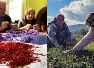 Safranbolu’da 600 bin TL’lik safran hasadı başladı! Safranın faydaları saymakla bitmiyor