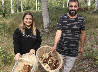 Sinop’un dağlarında altın değerinde mantar! Kilosu 600 liradan Avrupa’ya gidiyor