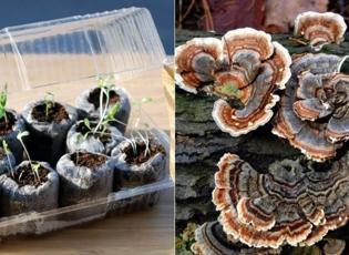 Balkonunu seraya çevirdi: Kilosu 7 bin TL'den satılıyor! Hindi kuyruğu mantarının faydaları