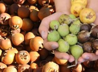 "Beşbıyık" tezgahlarda yerini aldı, kilosu 50 lira! Faydaları saymakla bitmiyor