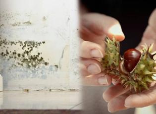 Nem ve rutubet problemine kesin &ccedil;&ouml;z&uuml;m! 1 adet kestane koyarsanız...