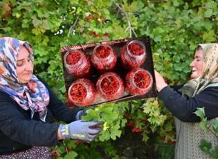 Az masraflı çok kazanç: Gilaburu meyvesi faydaları saymakla bitmiyor