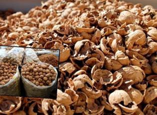 Ceviz kabuklarını sakın çöpe atmayın! Sağlığa olan faydaları şoke etti