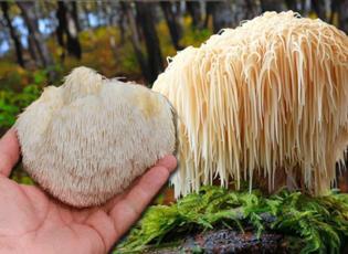 Karadeniz'de tesadüfen keşfetti! Balkonda üretime başladı: Kilosu 2000 TL'den alıcı buluyor