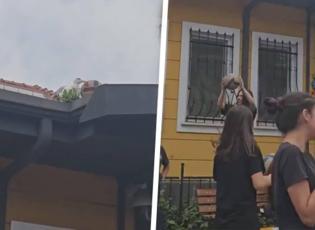 Çatıda kalan top için martıya seslendiler: O anlar sosyal medyada gündem oldu