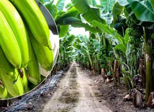 Yüksek getirisiyle ilgi odağı oldu: Adana'da muz üretim alanı 8 yılda 100 kat büyüdü!