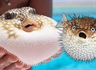 Balon balığı derisinden aksesuar &uuml;reten Mehmet &Ouml;zata, projesi &ccedil;alınınca soluğu mahkemede aldı!