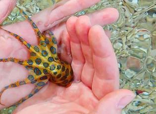 Siyan&uuml;rden bin kat daha g&uuml;&ccedil;l&uuml;! D&uuml;nyanın en zehirli hayvanını fark etmeden avucunun i&ccedil;ine aldı
