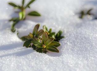 Baharın m&uuml;jdecisi: 2026 ilk cemre ne zaman d&uuml;şecek?