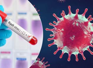 D&uuml;nya Sağlık &Ouml;rg&uuml;t&uuml; alarm verdi: Nipah vir&uuml;s&uuml; nedir, T&uuml;rkiye'de var mı?