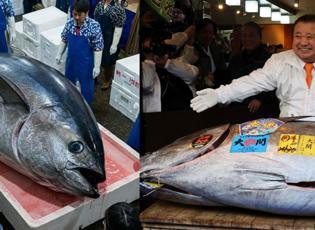 Dev mavi y&uuml;zge&ccedil;li orkinoks rekor fiyata alıcı buldu: "Ton Balığı Kralı" kendi rekorunu kırdı!