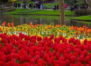 G&ouml;rsel bir ş&ouml;len: D&uuml;nyanın en b&uuml;y&uuml;k lale bah&ccedil;elerinden Keukenhof ziyarete a&ccedil;ıldı