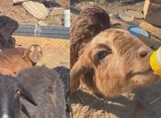 Annesini kaybeden kuzunun sahibine koştuğu anlar sosyal medyada g&uuml;ndem oldu!