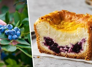 Yazın en hafif lezzeti: Yaban mersini dolgulu cheesecake tarifi!