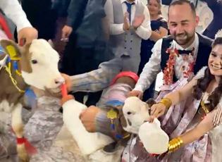 Manisa&rsquo;daki d&uuml;ğ&uuml;nde ezber bozan anlar: Altın yerine buzağı taktılar!