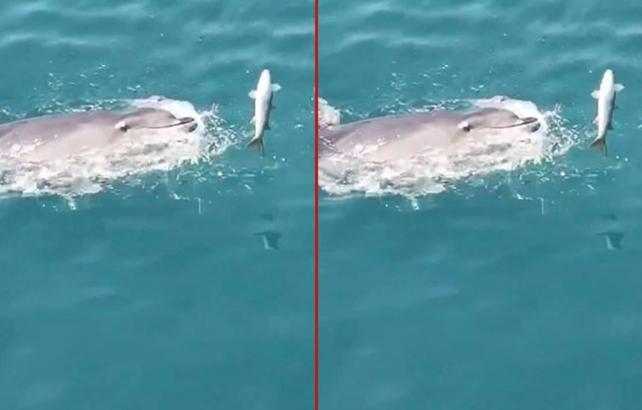 Kadık&ouml;y'de yunusların balık avı! G&ouml;renleri mest etti
