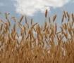 Her şey 2 dereceye bağlı: Buğdayda zarar y&uuml;zde 46'ya &ccedil;ıkacak