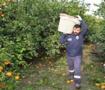 Tarlada çürümek üzereydi! 320 ton mandalina sofralara ulaştı