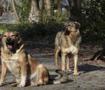 İstanbul Valisi G&uuml;l'den sahipsiz k&ouml;pek talimatı: Y&uuml;zde 46'sı toplandı! Belediyelere uyarı