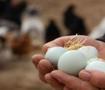 &Uuml;reticide 3 lira markette 10 lira! Yumurta fiyatlarında b&uuml;y&uuml;k fark