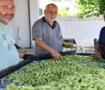Eklem ağrısı olan bundan yiyor: Hasadı başladı, kilosu 200 lira!